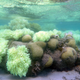Image: Gergely Torda for ARC Centre of Excellence for Coral Reef Studies